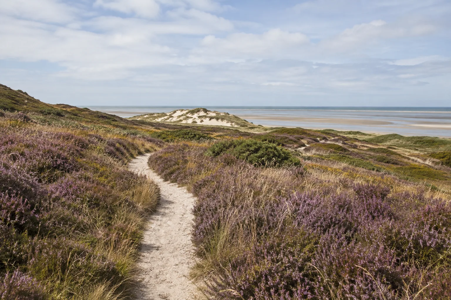 KI-Motiv: Heideweg mit Blick auf das Wattenmeer